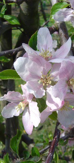 Cedarburg Nursery And Landscaping Heritage Hill West Seasonal Tips