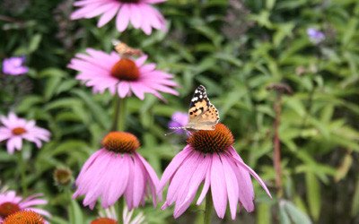 Purple Coneflower