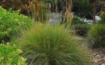 Little Bluestem