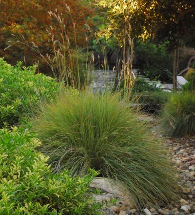 Little Bluestem