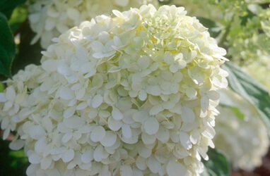 Limelight Hydrangea  – Tree Form