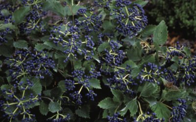 Blue Muffin Viburnum