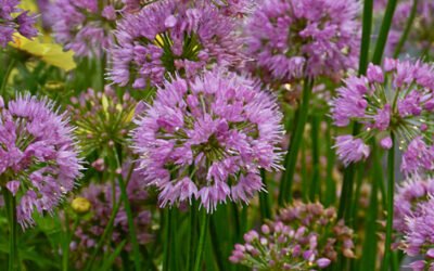 Millenium Ornamental Onion