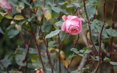 Preparing roses for a long winter’s nap