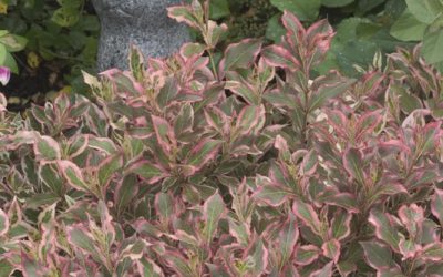 My Monet Weigela