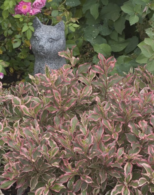 My Monet Weigela