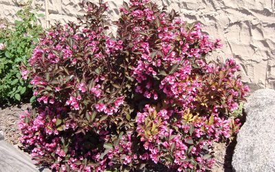 Shinning Sensation Weigela