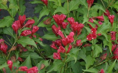 Sonic Bloom Red Weigela