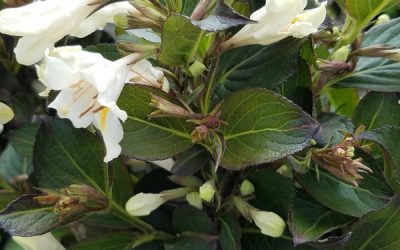Tuxedo Weigela