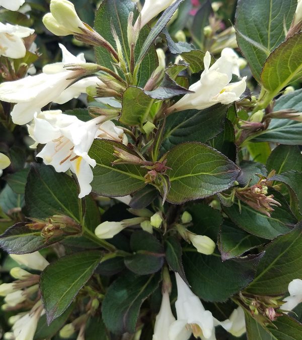 Tuxedo Weigela