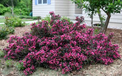 Spilled Wine Weigela