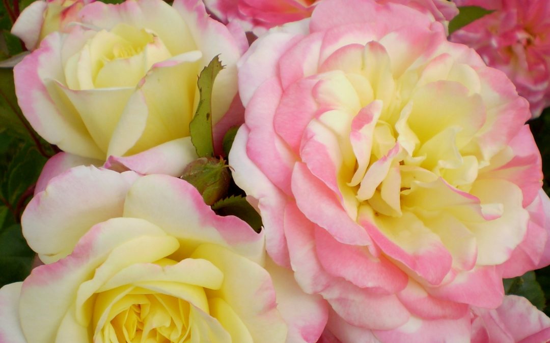 Music Box Rose