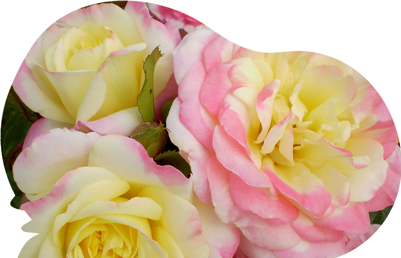 music-box-rose