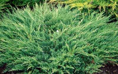 Andorra Juniper