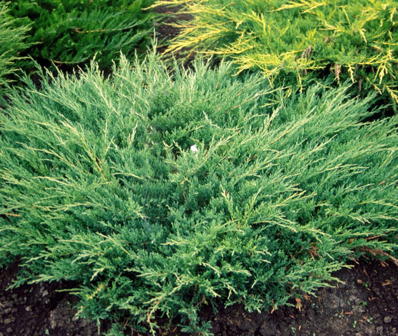 Andorra Juniper
