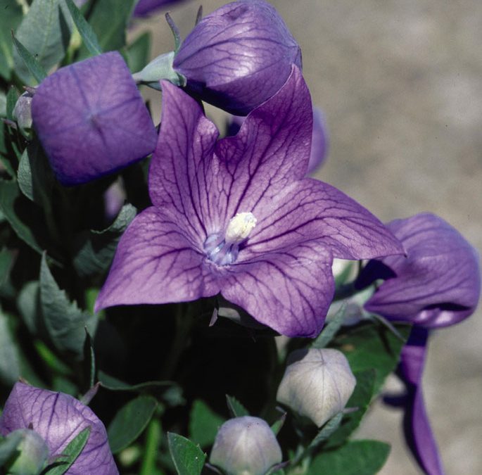 Wisconsin Gardeners’ Seasonal Monthly Tips for June 2020