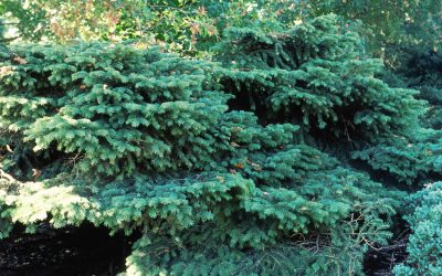Bird’s Nest Spruce