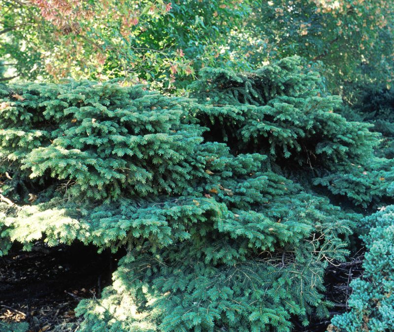 Bird’s Nest Spruce