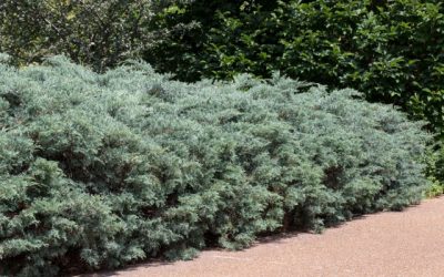 Grey Owl Juniper