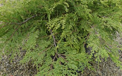 Russian Cypress