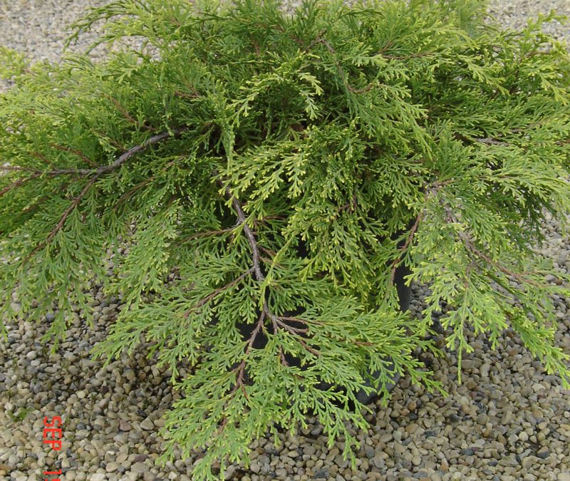 Russian Cypress