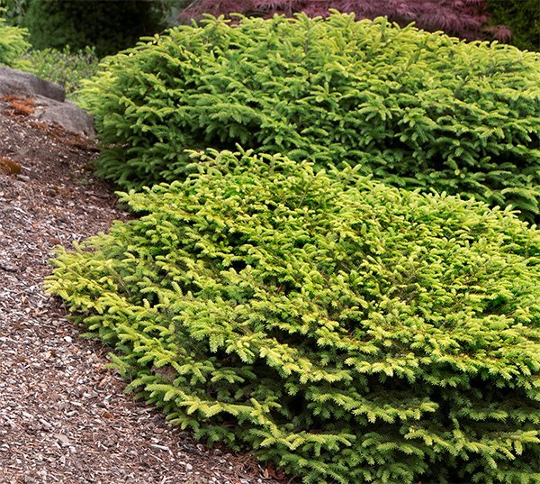 birdnest-spruce
