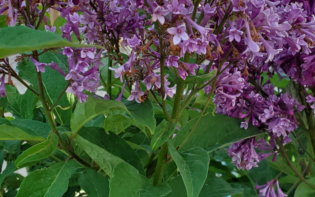 Donald Wyman Lilac