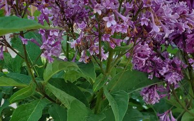 Donald Wyman Lilac