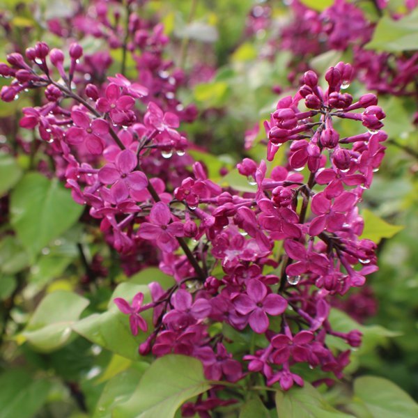 Lilac