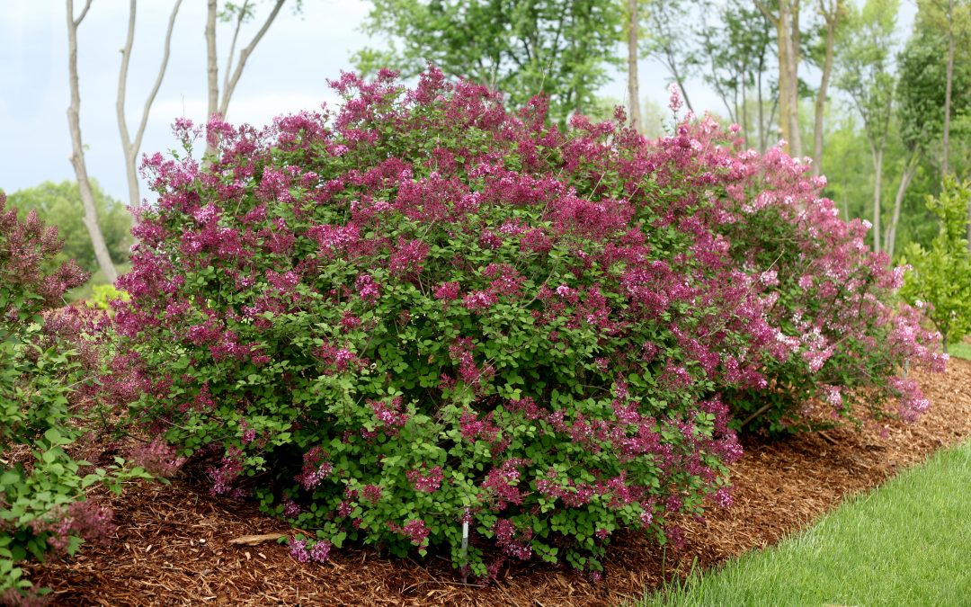 Bloomerang* Dark Purple Lilac