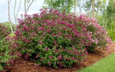 Bloomerang* Dark Purple Lilac