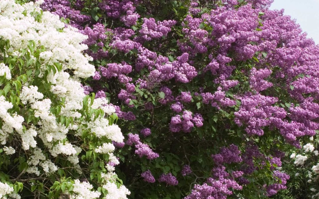 Pocahontas Lilac