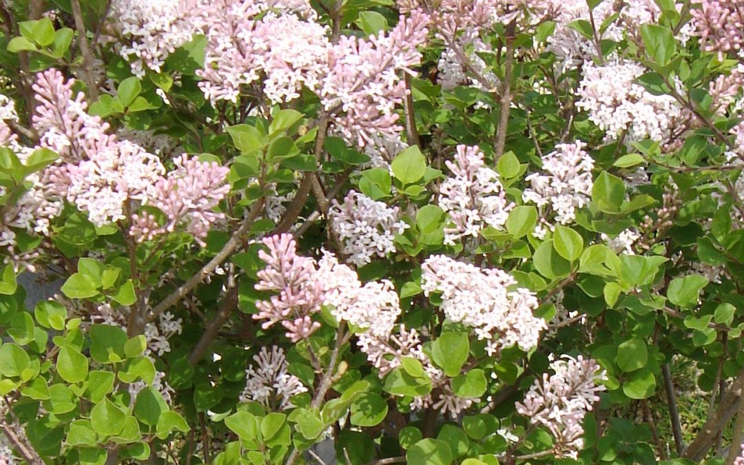 Tinkerbelle* Lilac