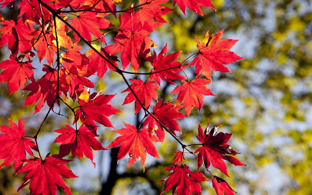 Wisconsin Gardner’s Seasonal Monthly Tips for August 2020