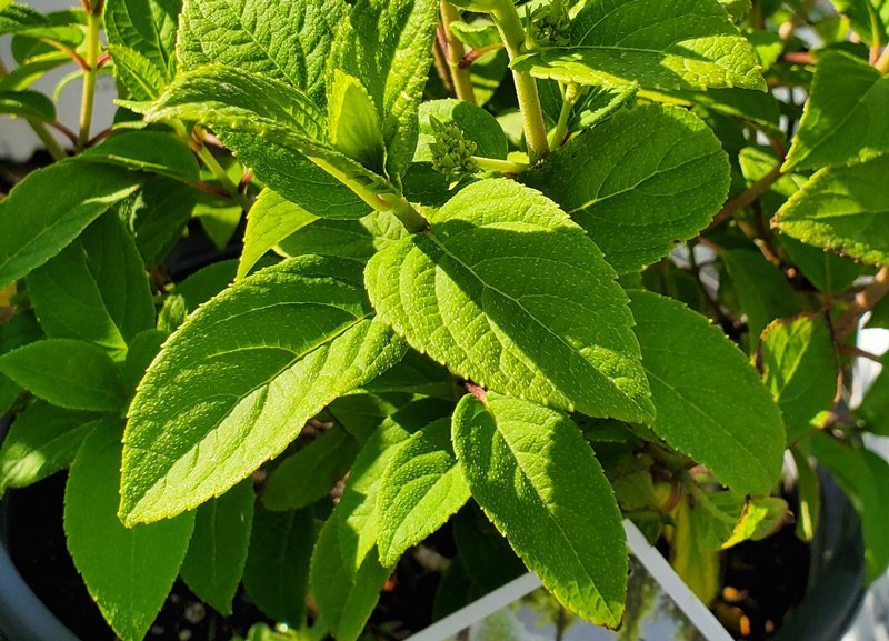 Wisconsin Gardner’s Seasonal Monthly Tips for July 2020