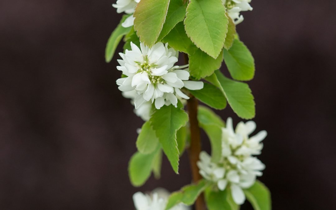 Standing Ovation* Serviceberry