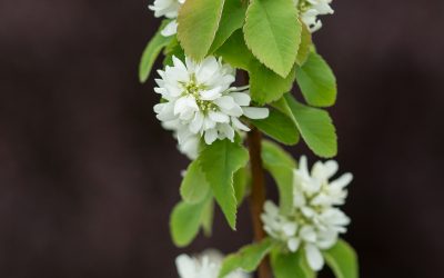 Standing Ovation* Serviceberry
