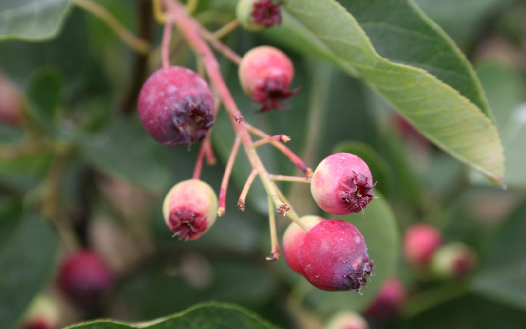 Regent Saskatoon Serviceberry