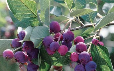 Autumn Brilliance Serviceberry – Shrub Form