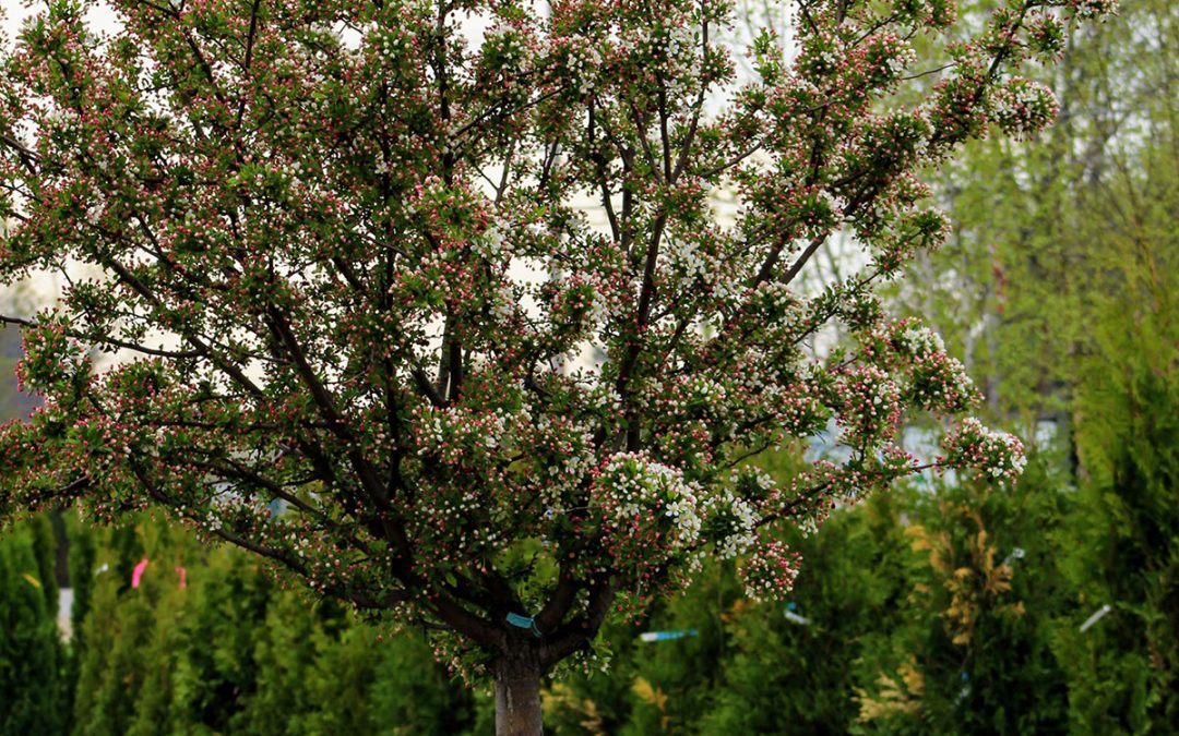 Lollipop* Crabapples