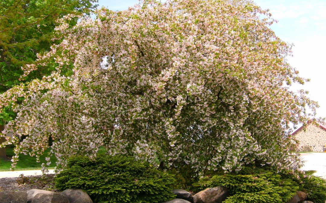 Louisa Crabapple