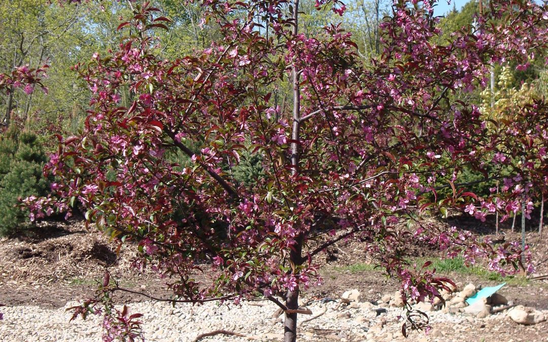 Purple Prince Crabapple