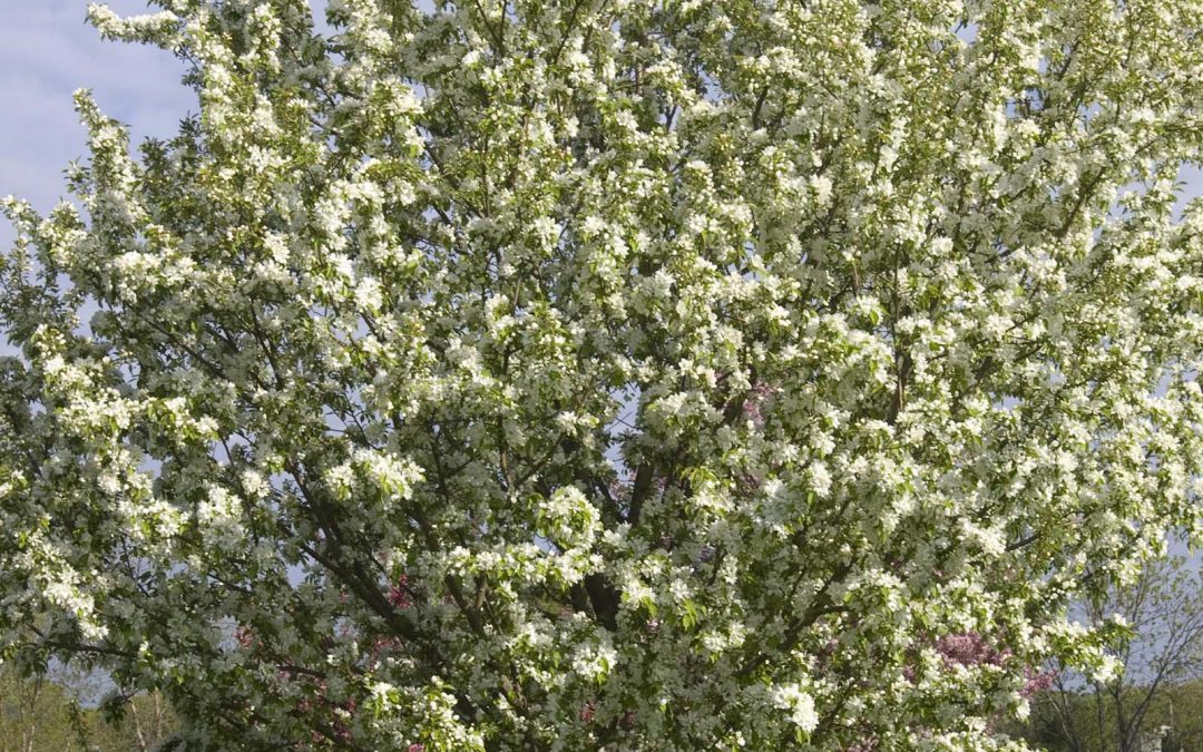 Spring Snow Crabapple