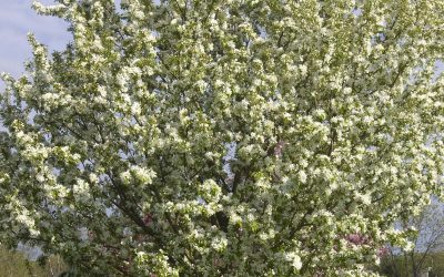 Spring Snow Crabapple
