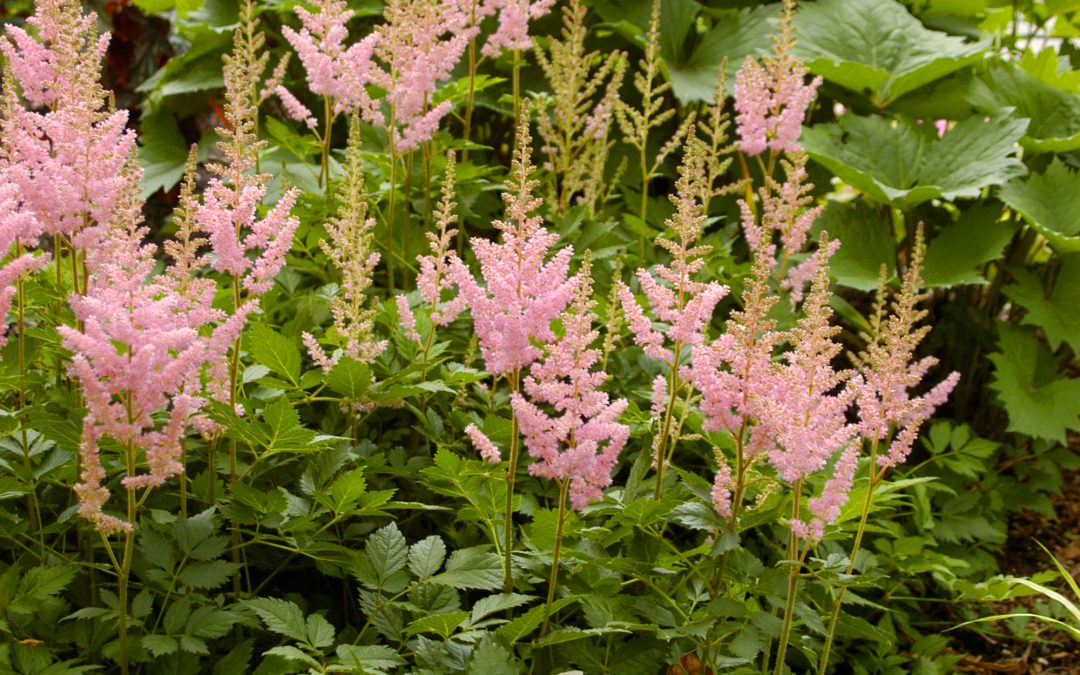 Vision in Pink Astilbe