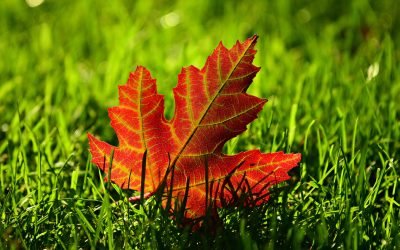 Wisconsin Gardner’s Seasonal Monthly Tips for October 2020