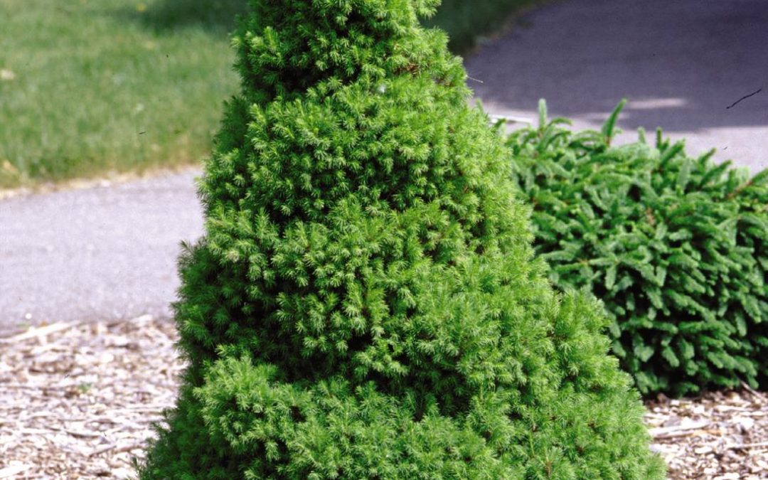 Dwarf Alberta Spruce