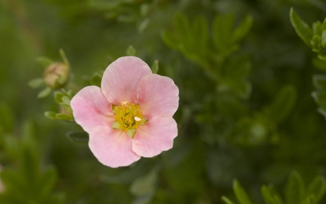 Pink Beauty Potentilla