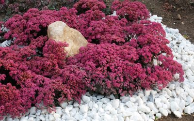 Sunsparkler * Dazzleberry Sedum.