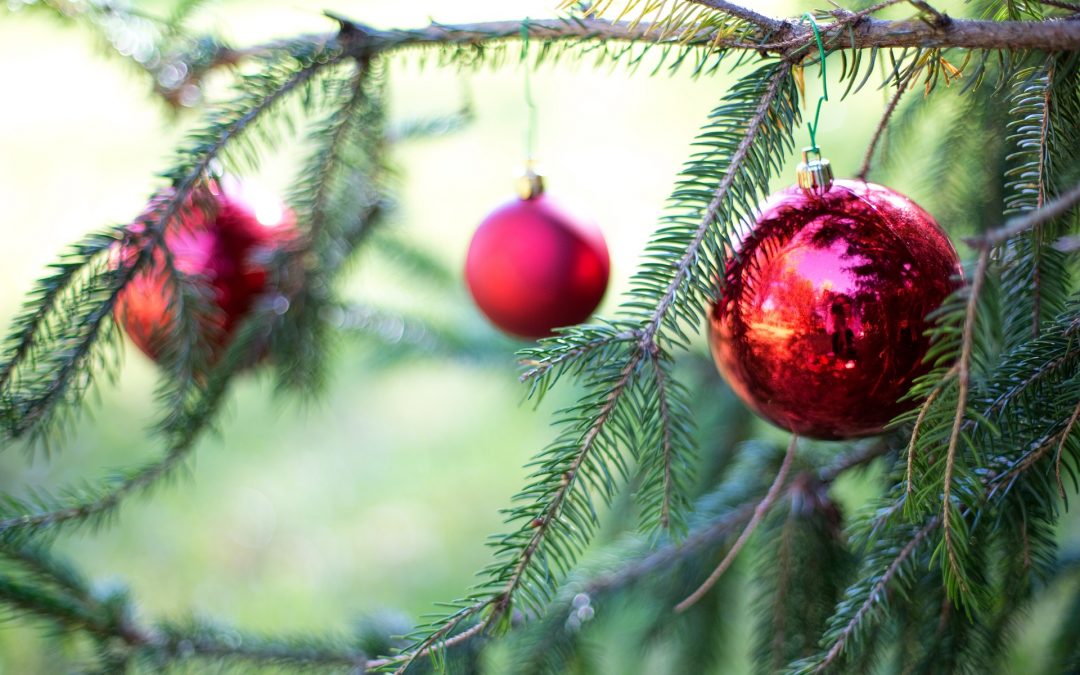 What To Do With Your Old Christmas Trees
